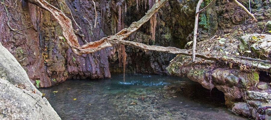 Hanging branches over the Baths of Aphrodite grotto